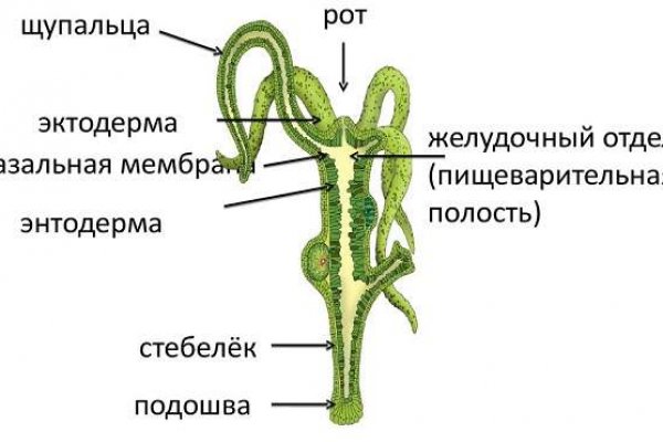 Гашиш шишки купить